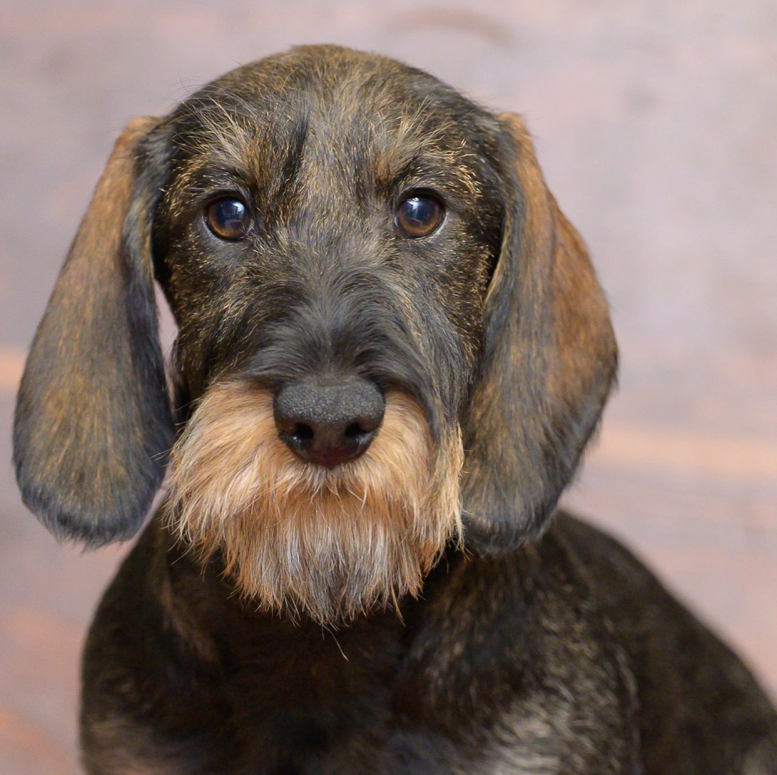 Head study of an adult wirehaired dachshund — harsh coat, beard and brows, a direct calm gaze
