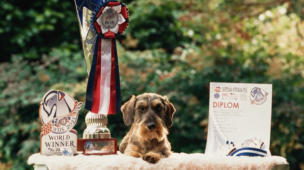 The World Dog Show trophy, Best of Breed rosette and diploma, the winning wirehaired dachshund resting between them