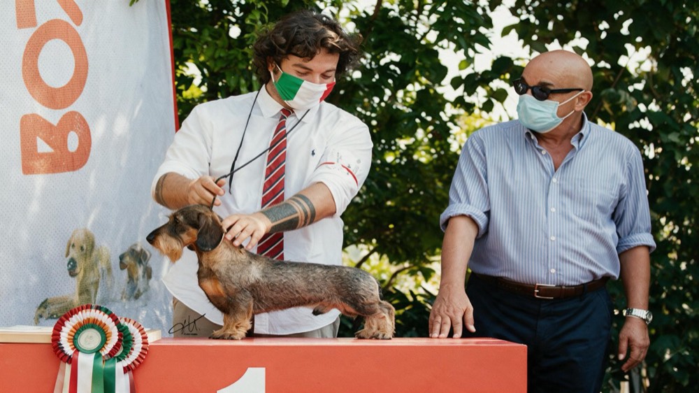 First place at the club gathering, the handler in a tricolour mask presenting the dachshund on the podium