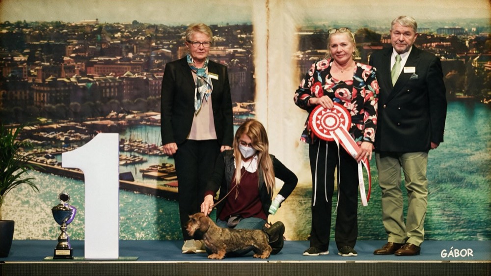 The winners' podium in Geneva, the wirehaired dachshund at number one before the judges