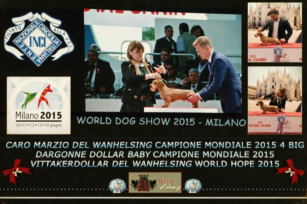 Archive board of the World Dog Show Milano 2015, the dachshund on the judging table