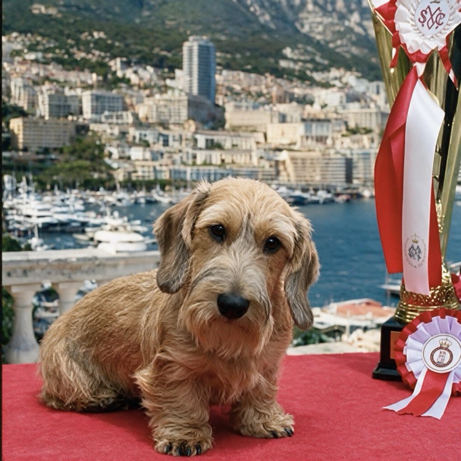 A wirehaired dachshund seated on red carpet beside the cup, the harbour of Monte-Carlo behind