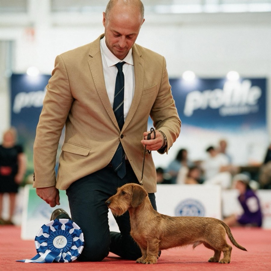 A handler kneeling beside the winning wirehaired dachshund, the rosette laid on the ring carpet
