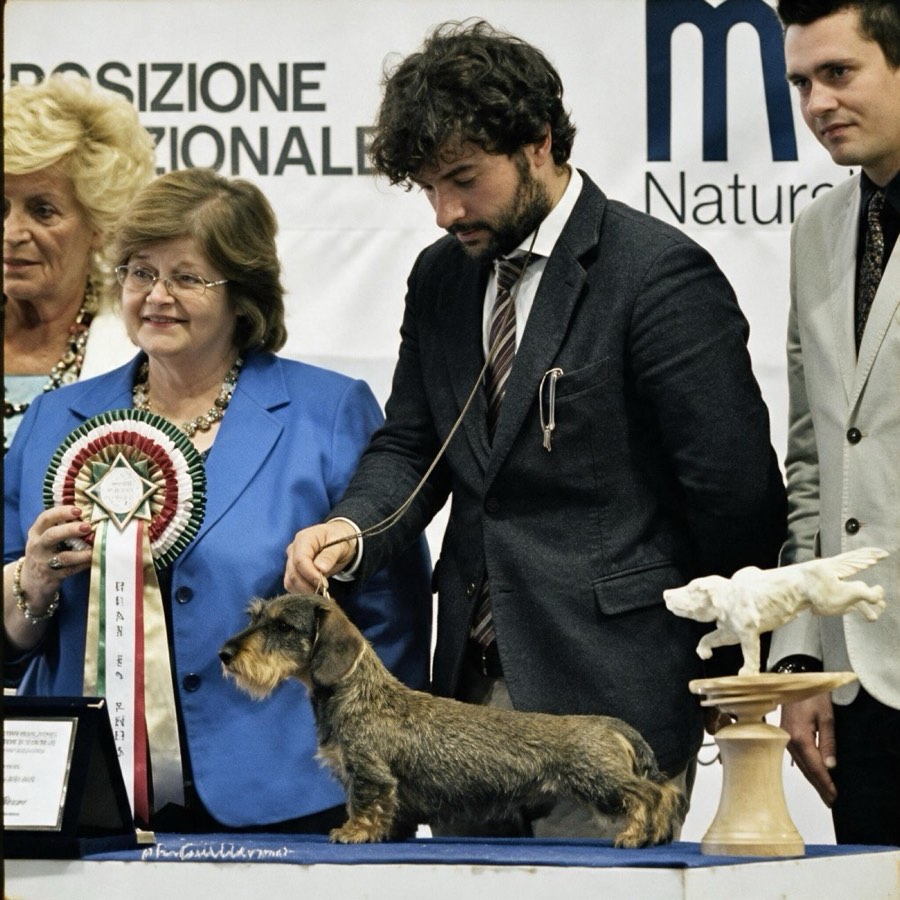 The presentation at an international exposition — the wirehaired dachshund with rosette and trophy
