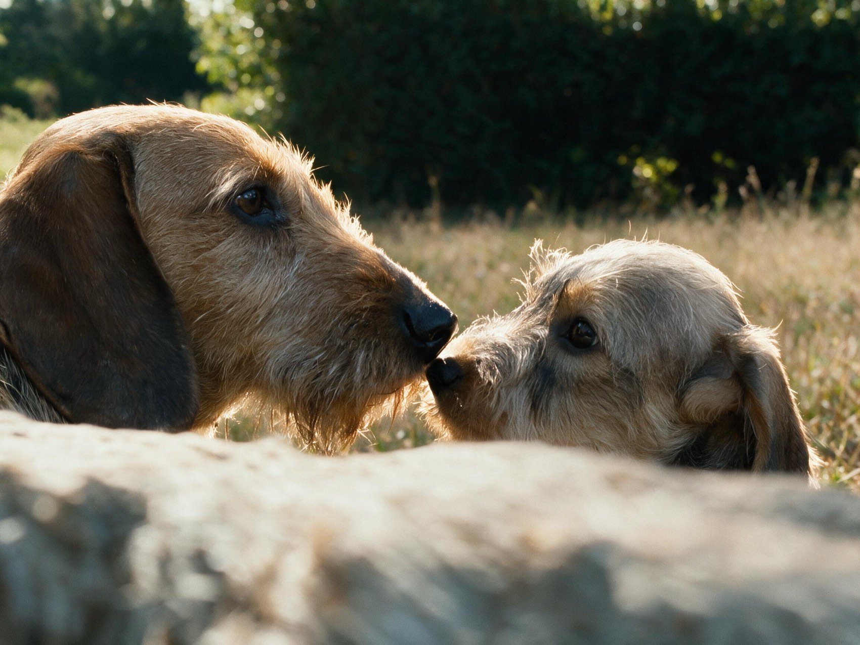 An adult wirehaired dachshund and a puppy touching noses in golden evening light.