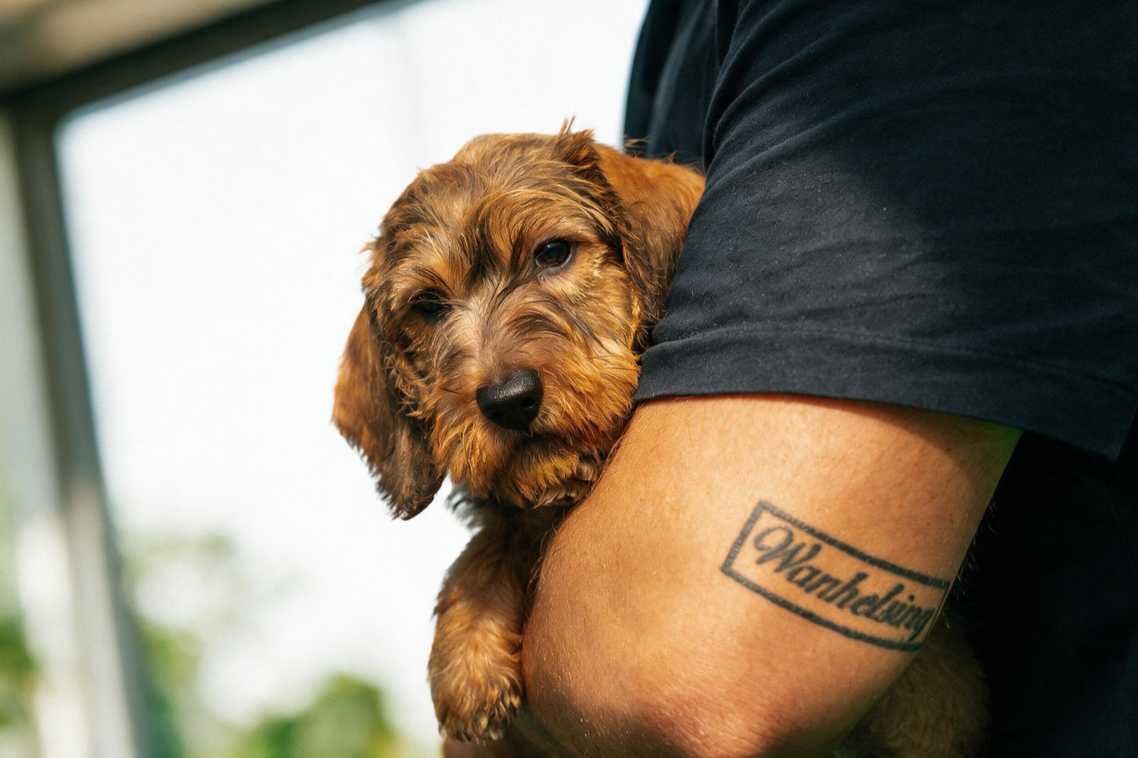 A wirehaired dachshund puppy resting in the crook of Gabriel's arm, the name Wanhelsing tattooed on his forearm beneath it