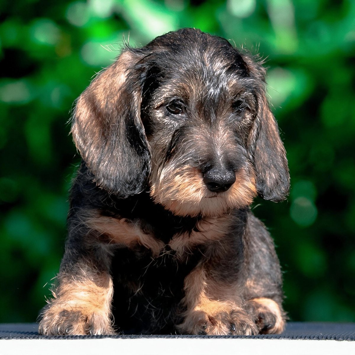 A wild-boar dachshund puppy against green foliage, sunlight across its face