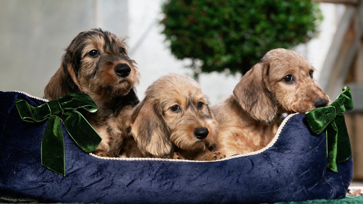 Three dachshund puppies in a navy corduroy bed with green velvet bows, a topiary behind them