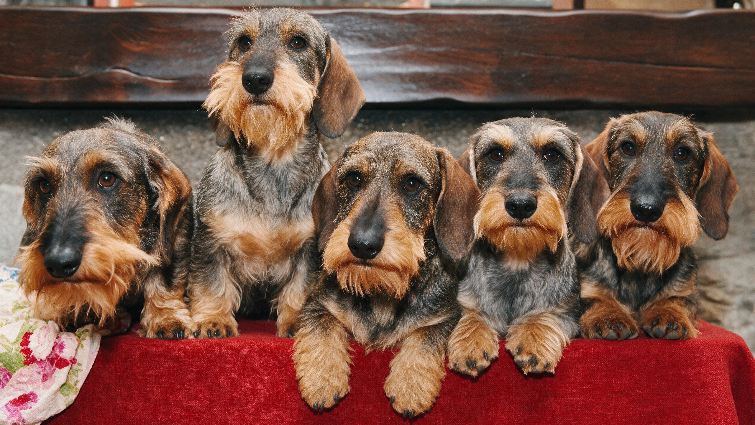 Five adult wirehaired dachshunds sitting in a row on a red table, a flower beside them