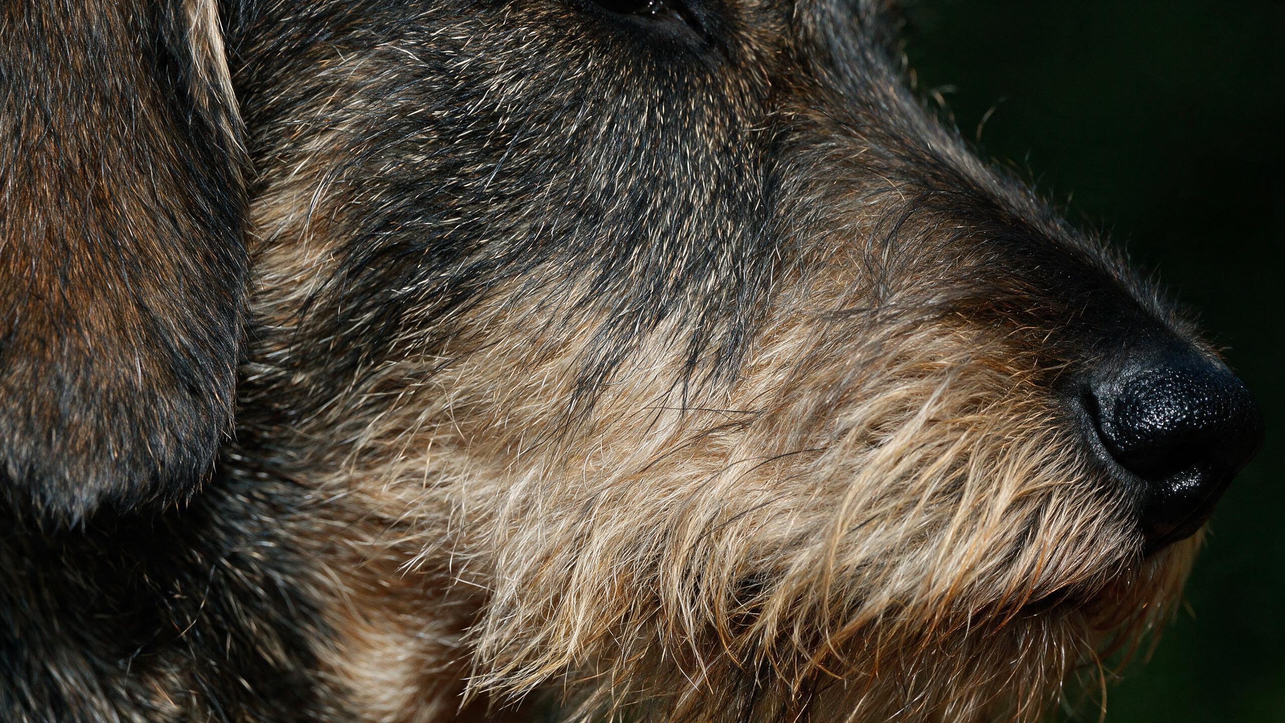 Close study of a wirehaired dachshund's head — harsh grizzled topcoat, softer beard, the black nose