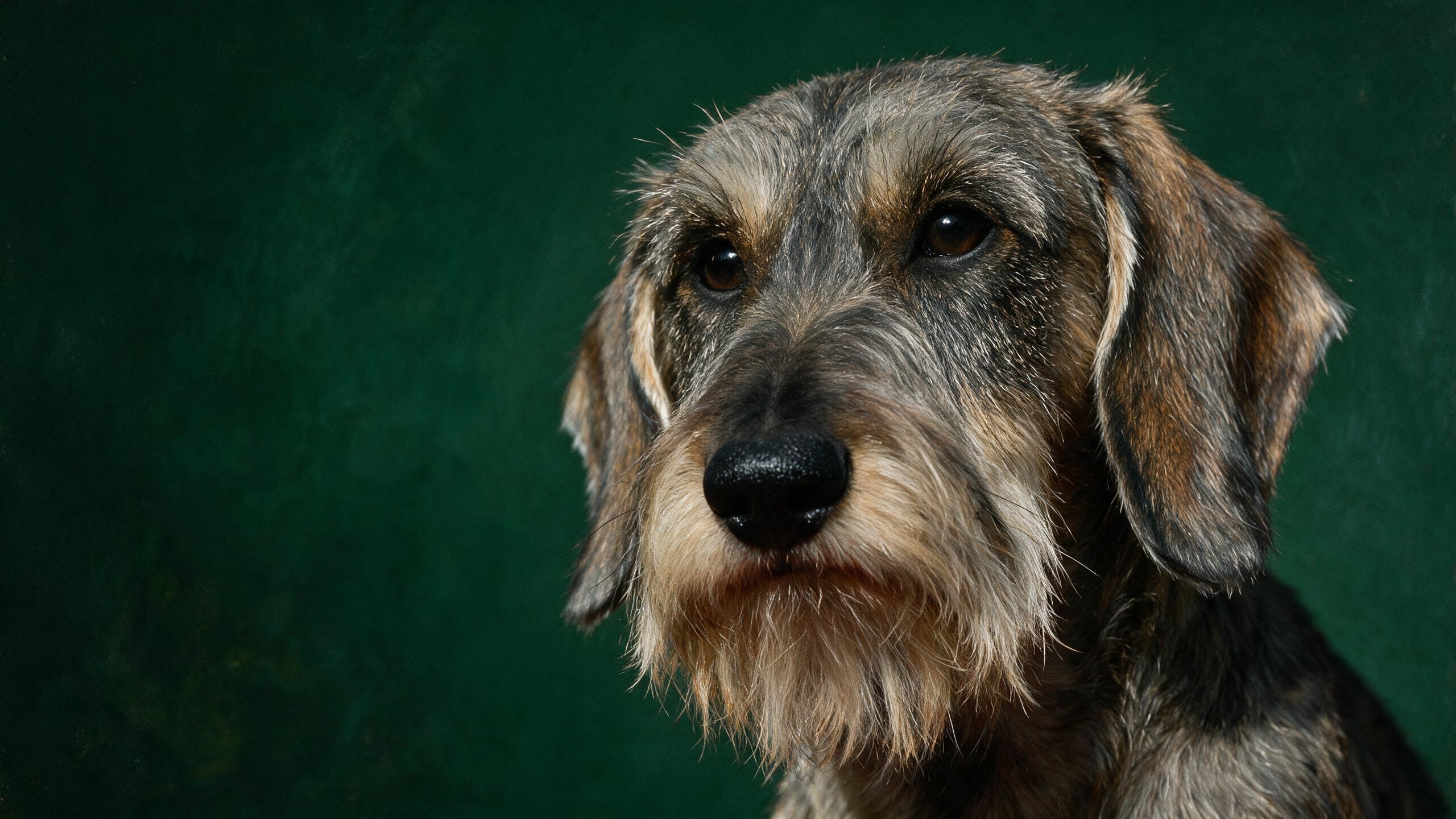 Studio portrait of a wirehaired dachshund against deep green — beard, brows and a level gaze